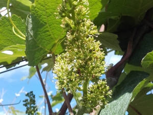 Champagne Jacques SONNETTE - La floraison des grappes de raisins Champagne Jacques SONNETTE - La floraison des grappes de raisins