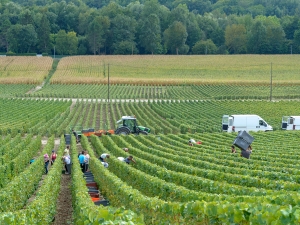 Champagne Jacques SONNETTE - Les vendanges Champagne Jacques SONNETTE - Les vendanges