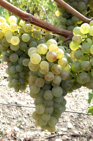 Champagne Jacques SONNETTE - Chardonnay Champagne Jacques SONNETTE - Chardonnay