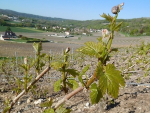 Champagne Jacques SONNETTE - Ebourgeonnage Champagne Jacques SONNETTE - Ebourgeonnage