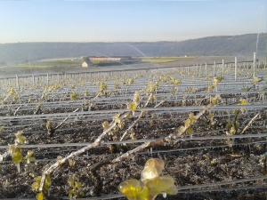 Champagne Jacques SONNETTE - Protection anti-gelée par aspersion Champagne Jacques SONNETTE - Protection anti-gelée par aspersion