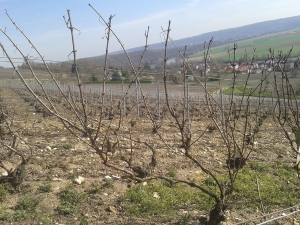 Champagne Jacques SONNETTE - La taille Champagne Jacques SONNETTE - La taille