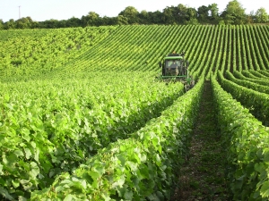 Champagne Jacques SONNETTE - Le rognage Champagne Jacques SONNETTE - Le rognage