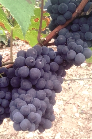 Champagne Jacques SONNETTE - Pinot Noir Champagne Jacques SONNETTE - Pinot Noir