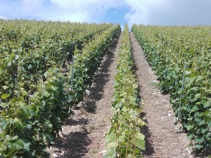 Champagne Jacques SONNETTE - Le relevage Champagne Jacques SONNETTE - Le relevage